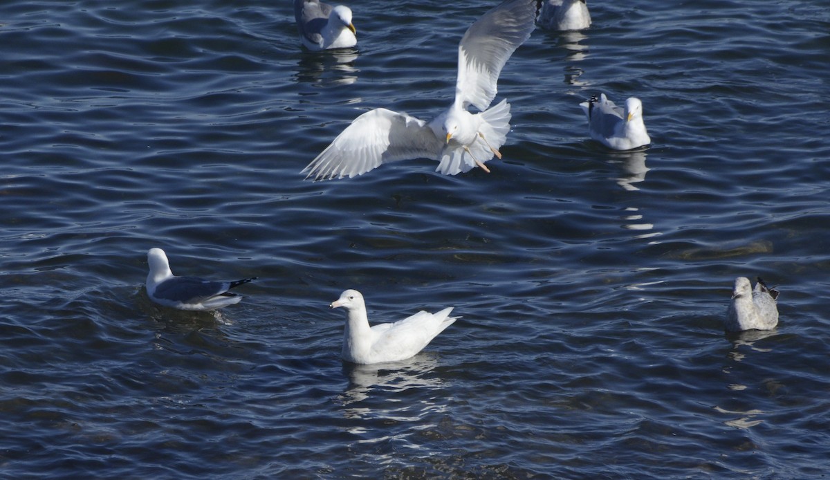 Glaucous Gull - ML217302421