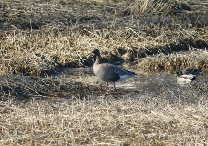 Pink-footed Goose - ML217304051