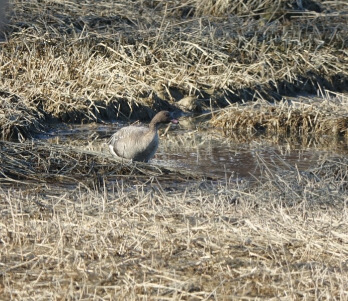 Pink-footed Goose - ML217304141