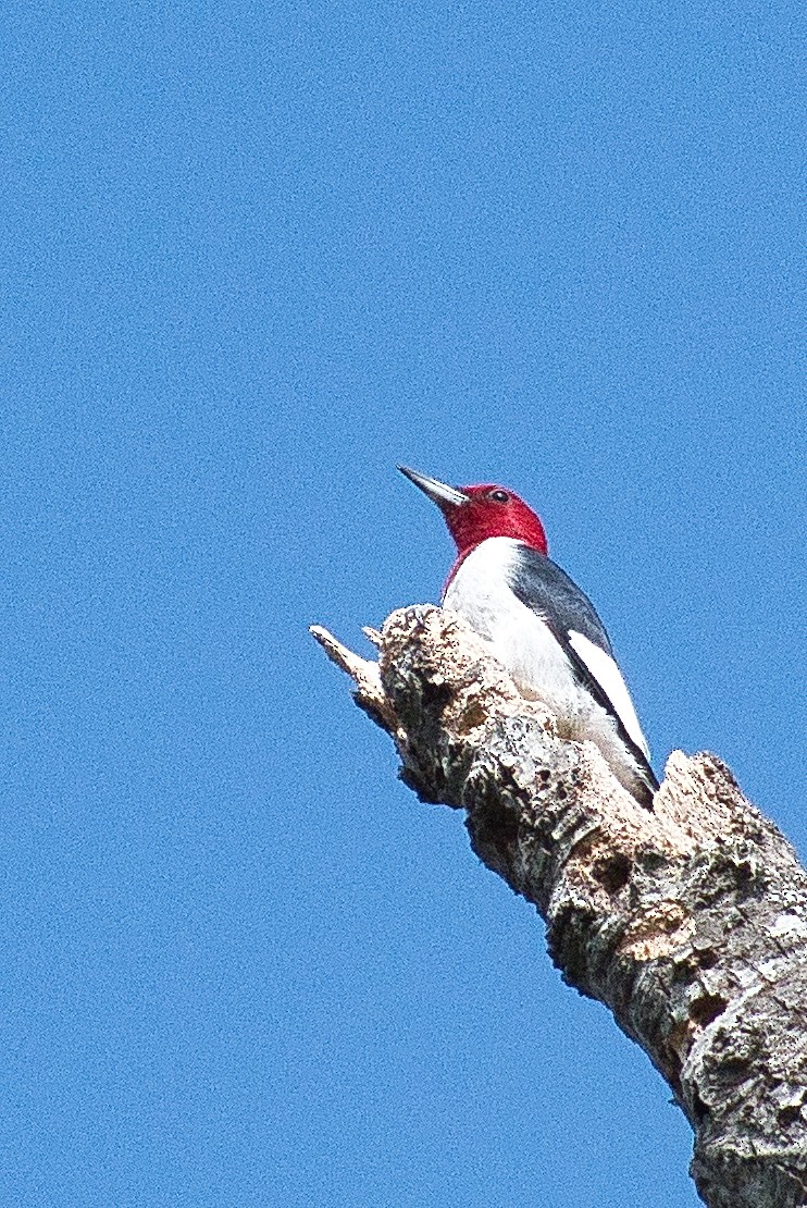 Red-headed Woodpecker - Susan Markham