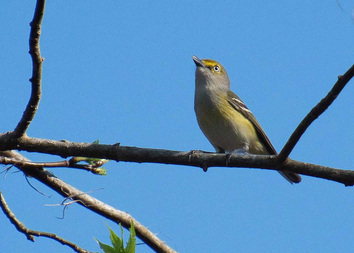 White-eyed Vireo - ML217307281