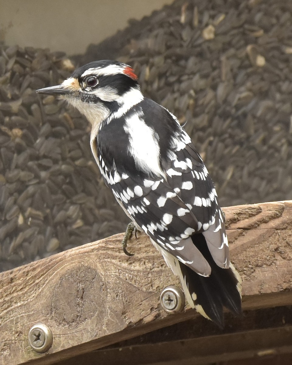 Downy Woodpecker - ML217307401