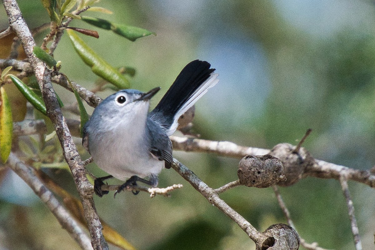 Blue-gray Gnatcatcher - Susan Markham