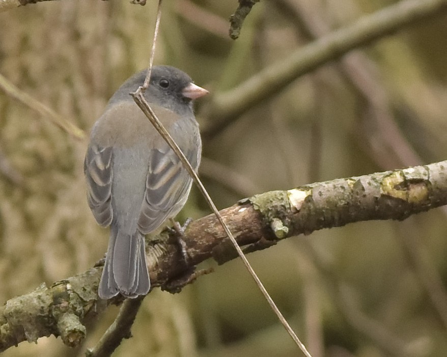 Dark-eyed Junco - ML217307561