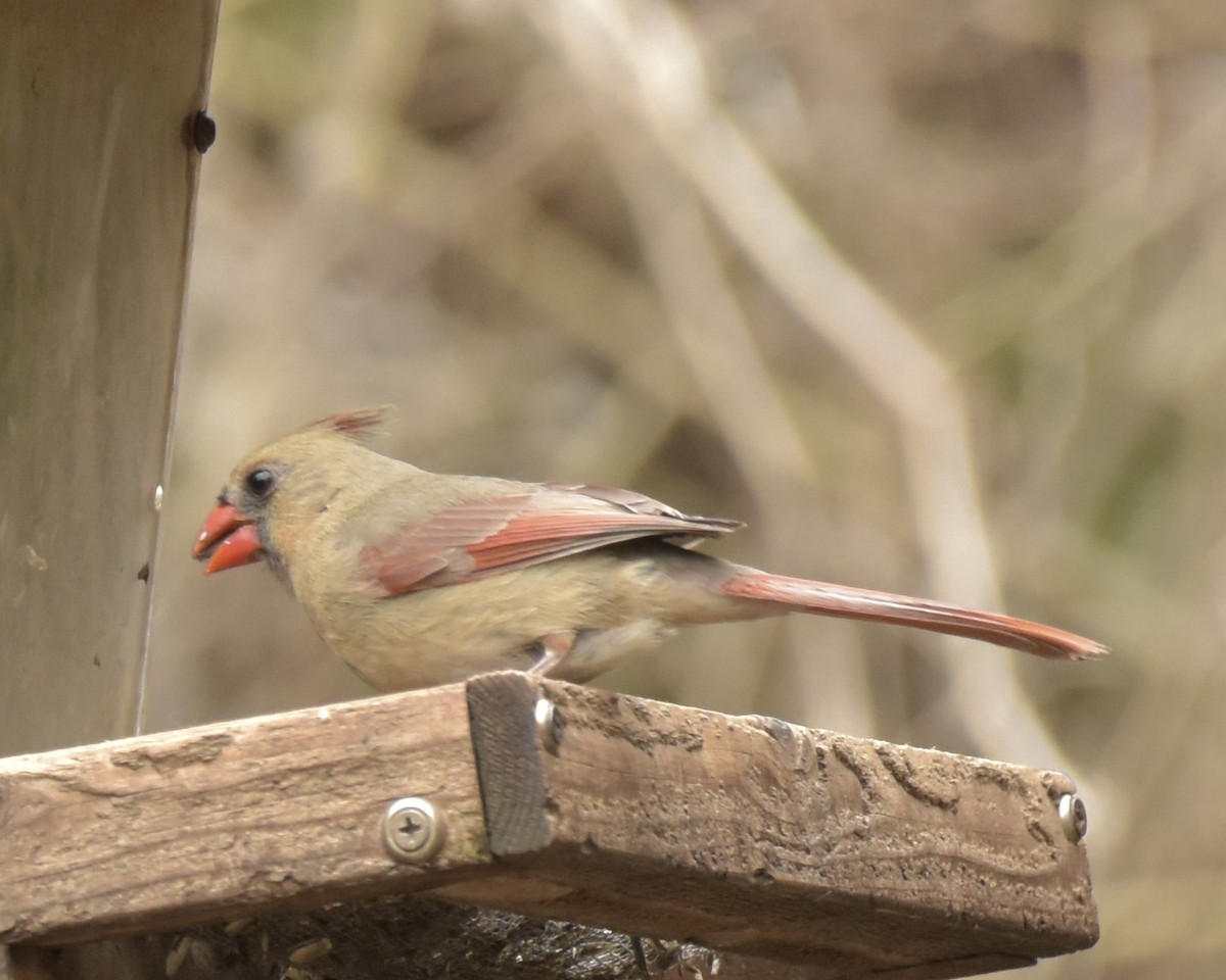 Northern Cardinal - ML217307591