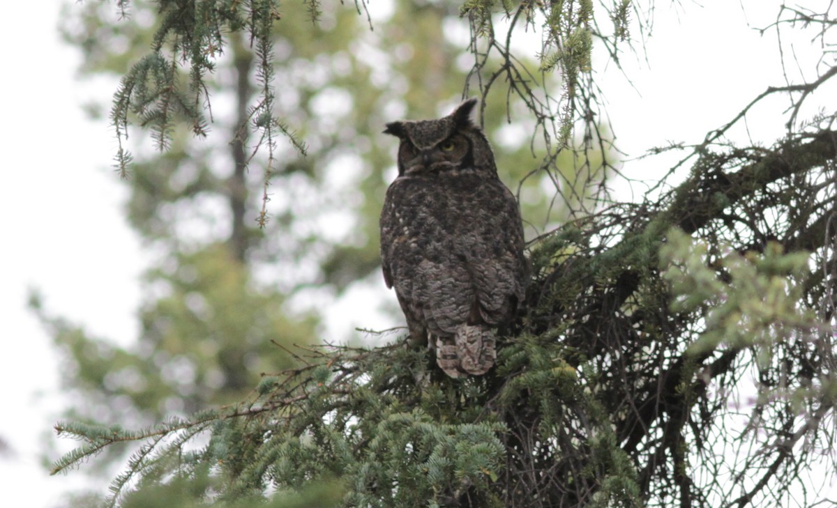 Great Horned Owl - ML217309951