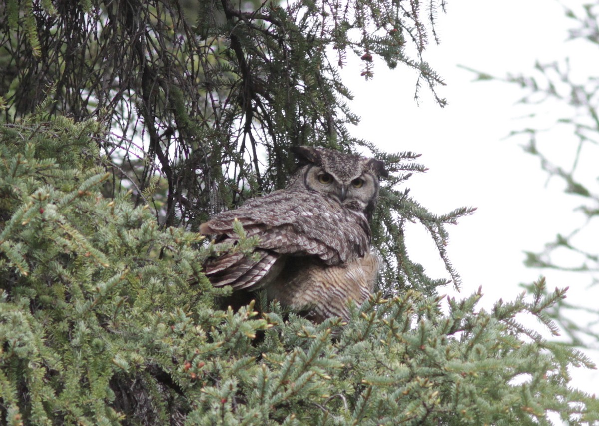 Great Horned Owl - ML217310011