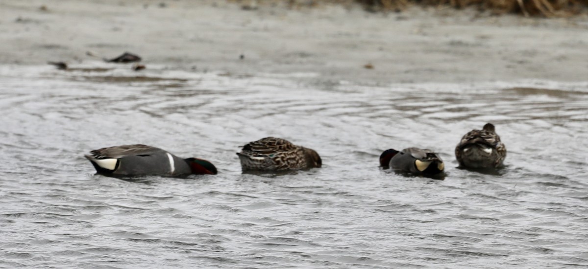 Green-winged Teal - ML217314191