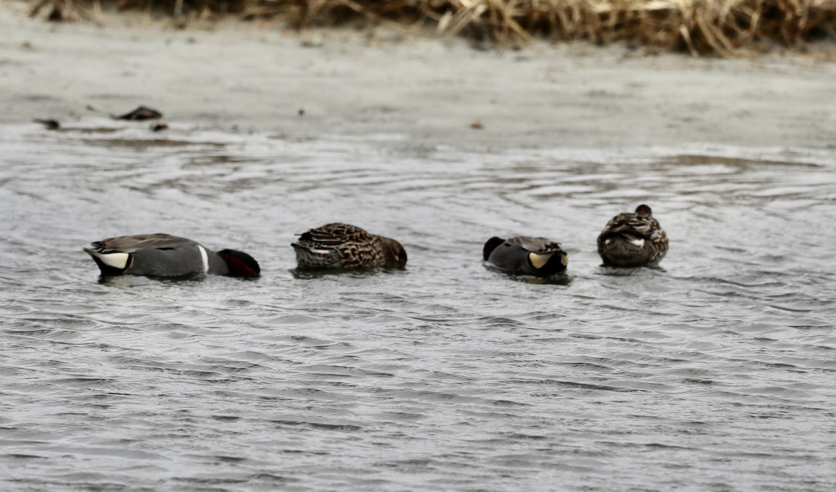 Green-winged Teal - ML217314271