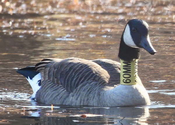 Canada Goose - ML21731471