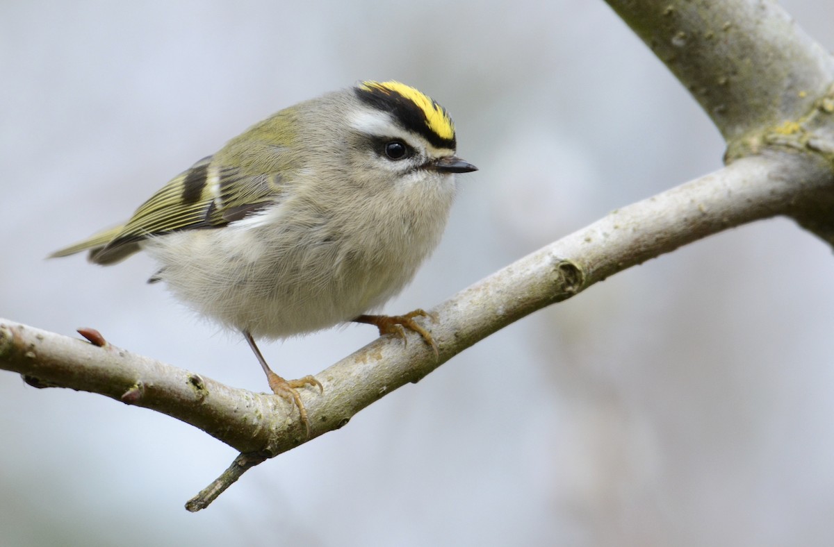 Golden-crowned Kinglet - Bridget Spencer