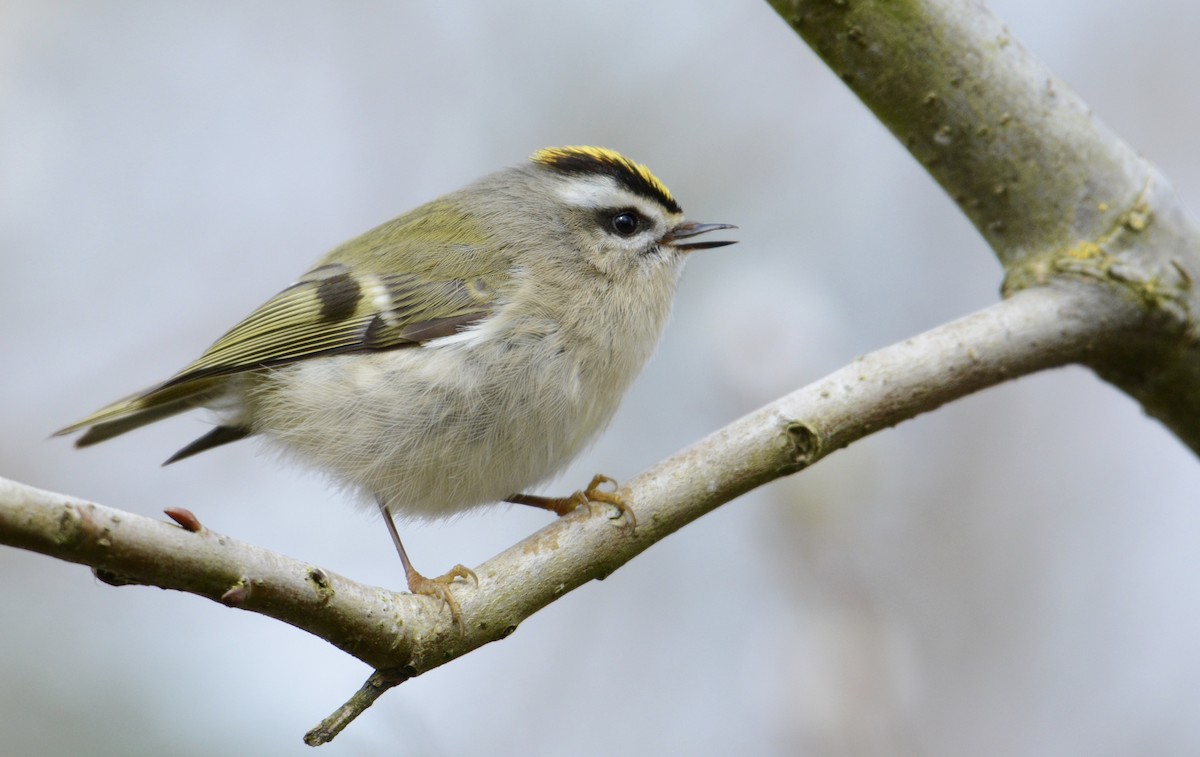 Golden-crowned Kinglet - ML217314941