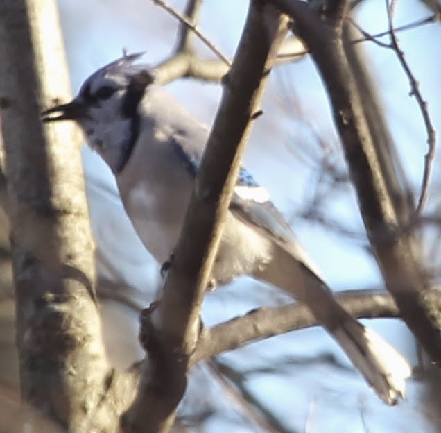 Blue Jay - ML21731571