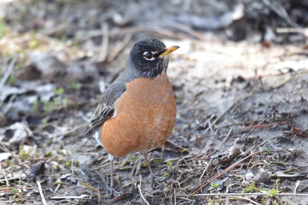 American Robin - ML217316191