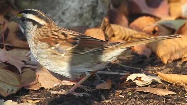 White-throated Sparrow - ML21731641