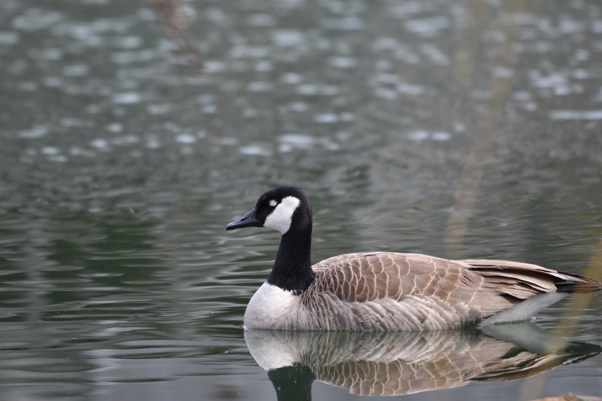 Canada Goose - ML217316521