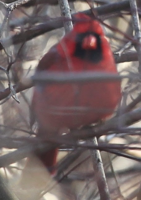 Northern Cardinal - ML21731671