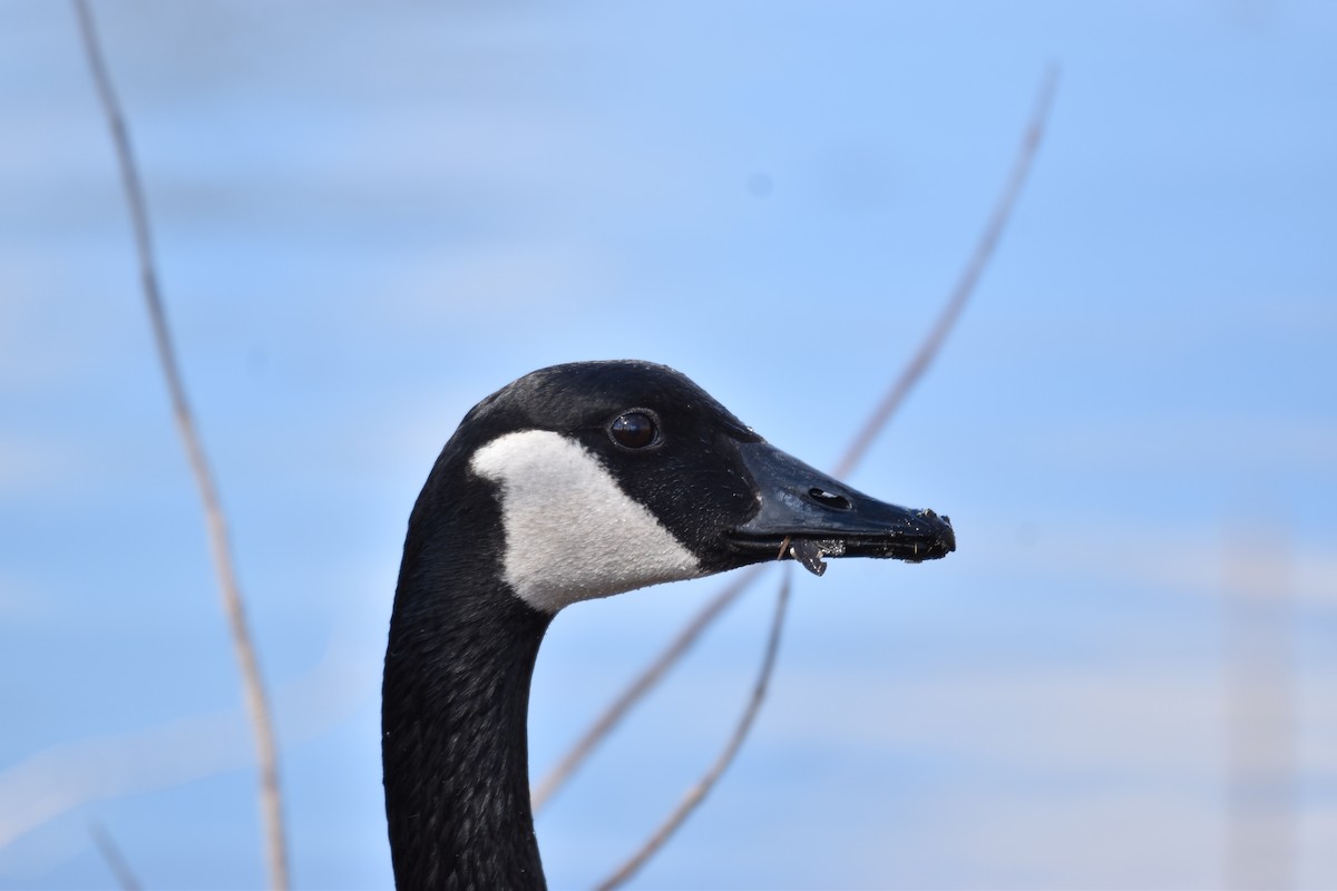 Canada Goose - ML217317131