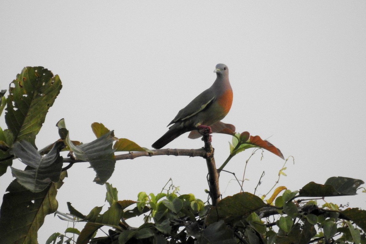 Pink-necked Green-Pigeon - ML217317451