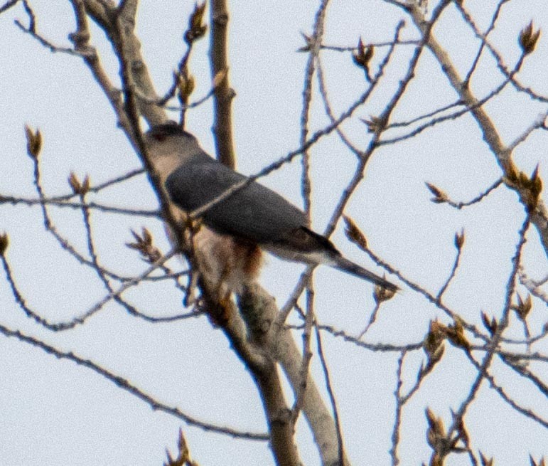 Cooper's Hawk - ML217318261