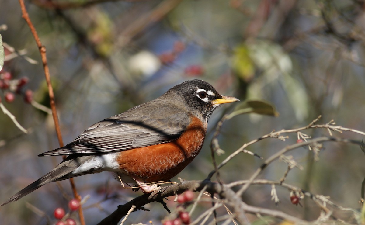 American Robin - ML21731871