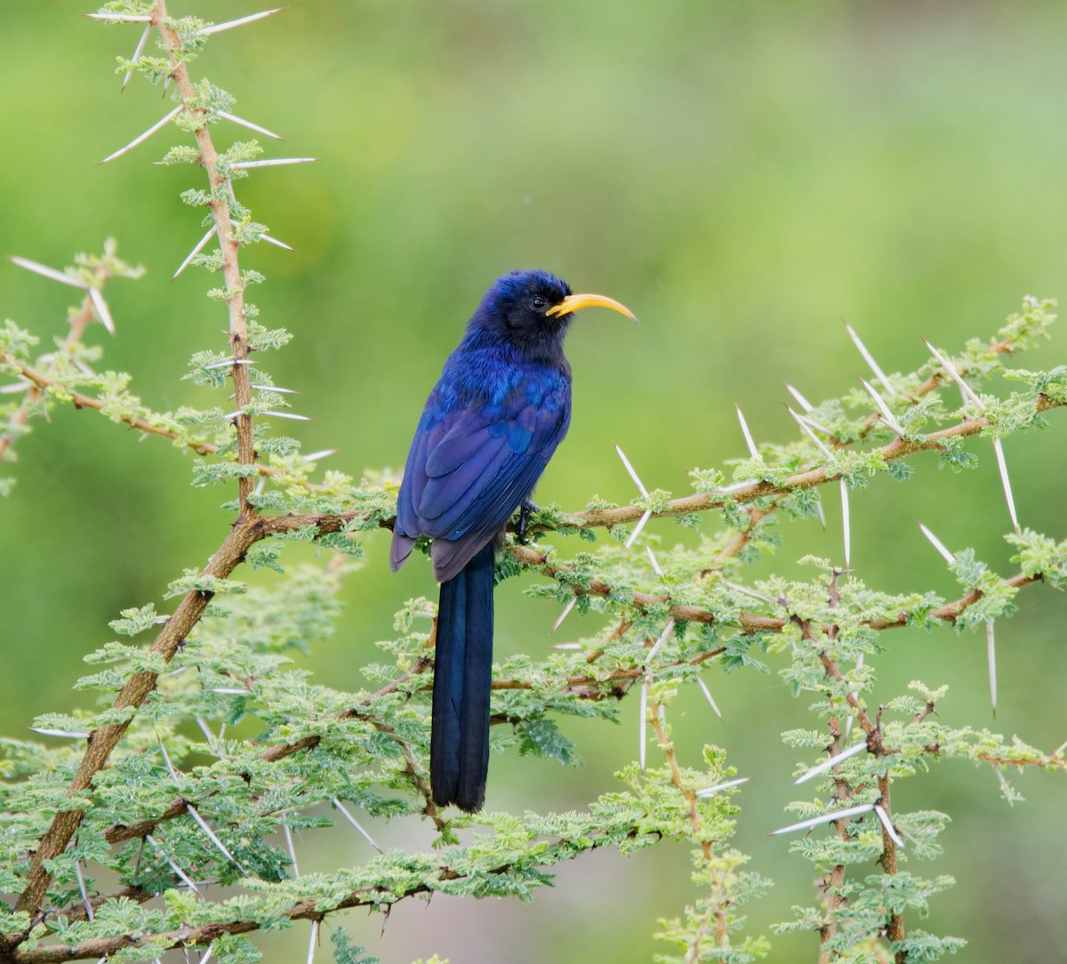 Abyssinian Scimitarbill - ML217318851