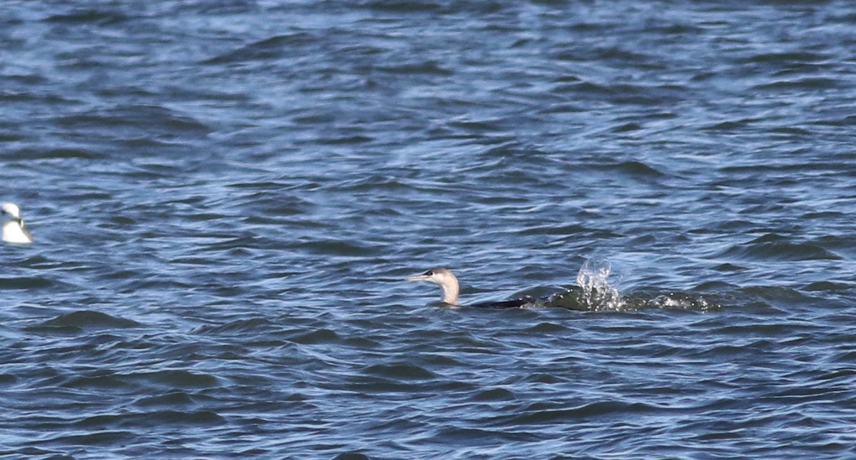 Red-throated Loon - ML21731951