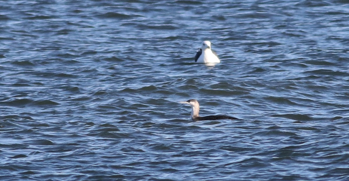 Red-throated Loon - ML21731961