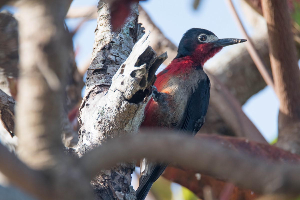 Puerto Rican Woodpecker - Jordan Broadhead