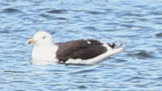 Great Black-backed Gull - sicloot