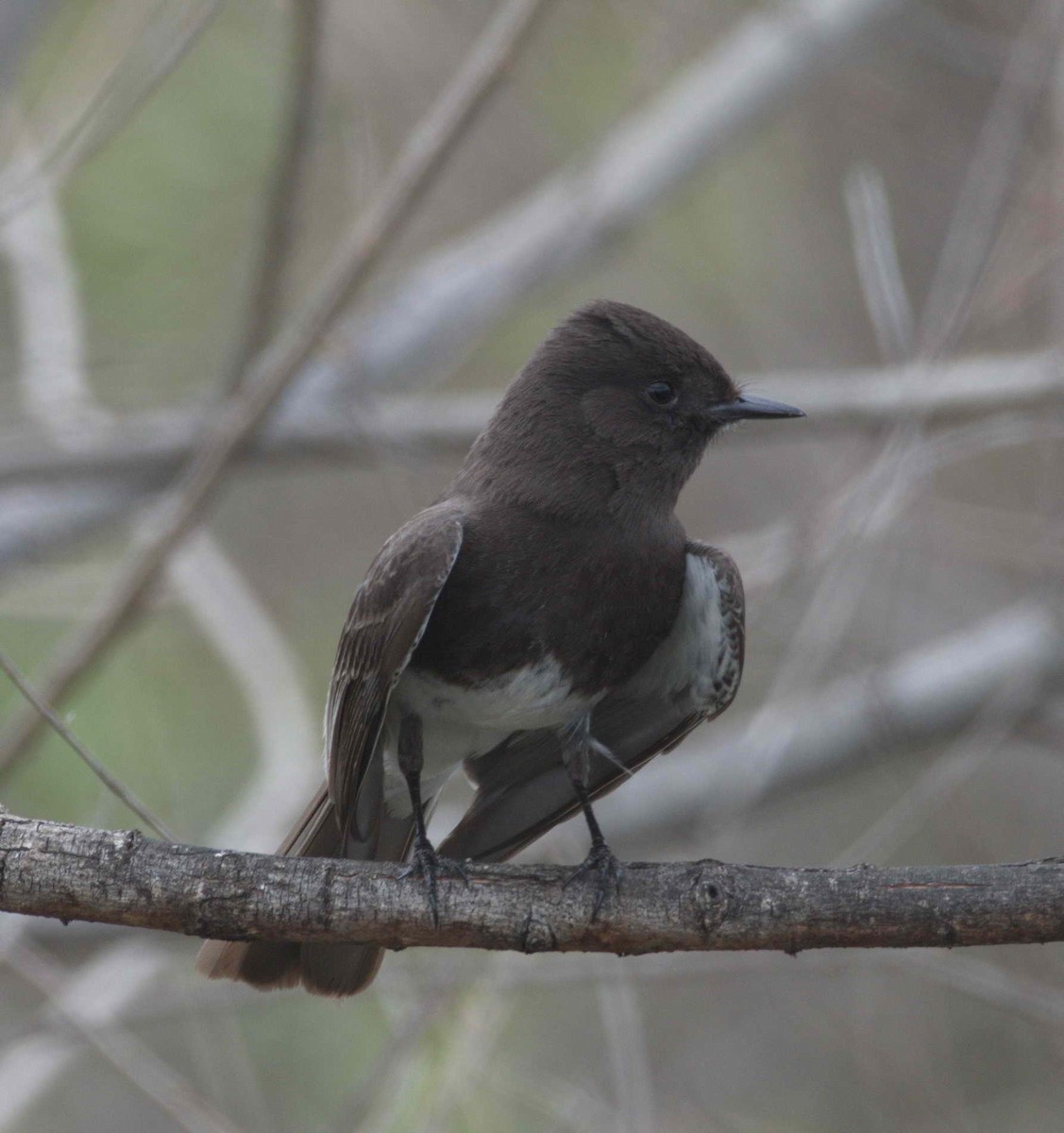 Black Phoebe - DAB DAB