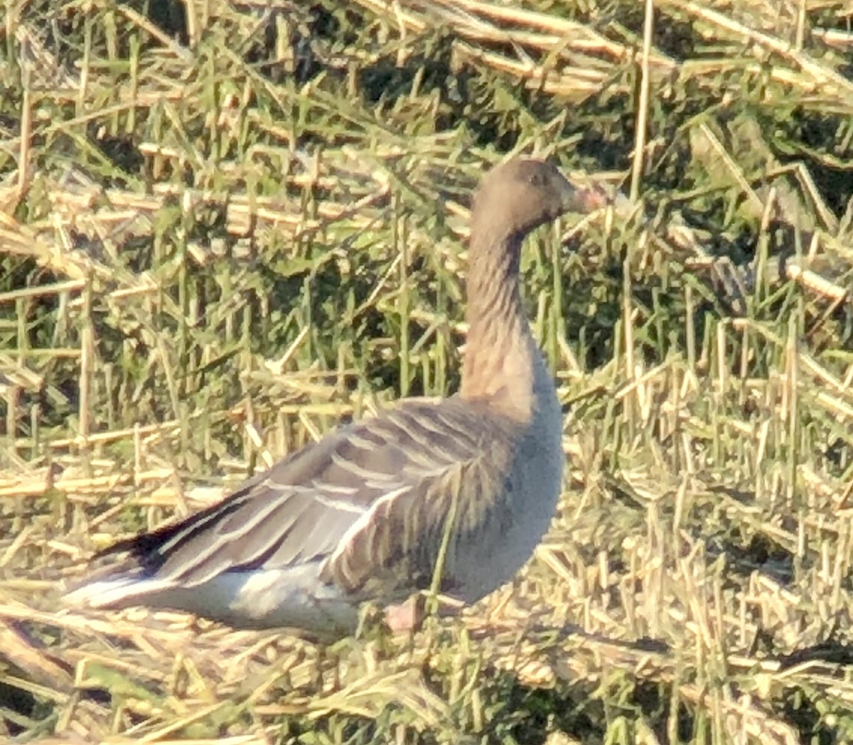 Pink-footed Goose - ML217323661