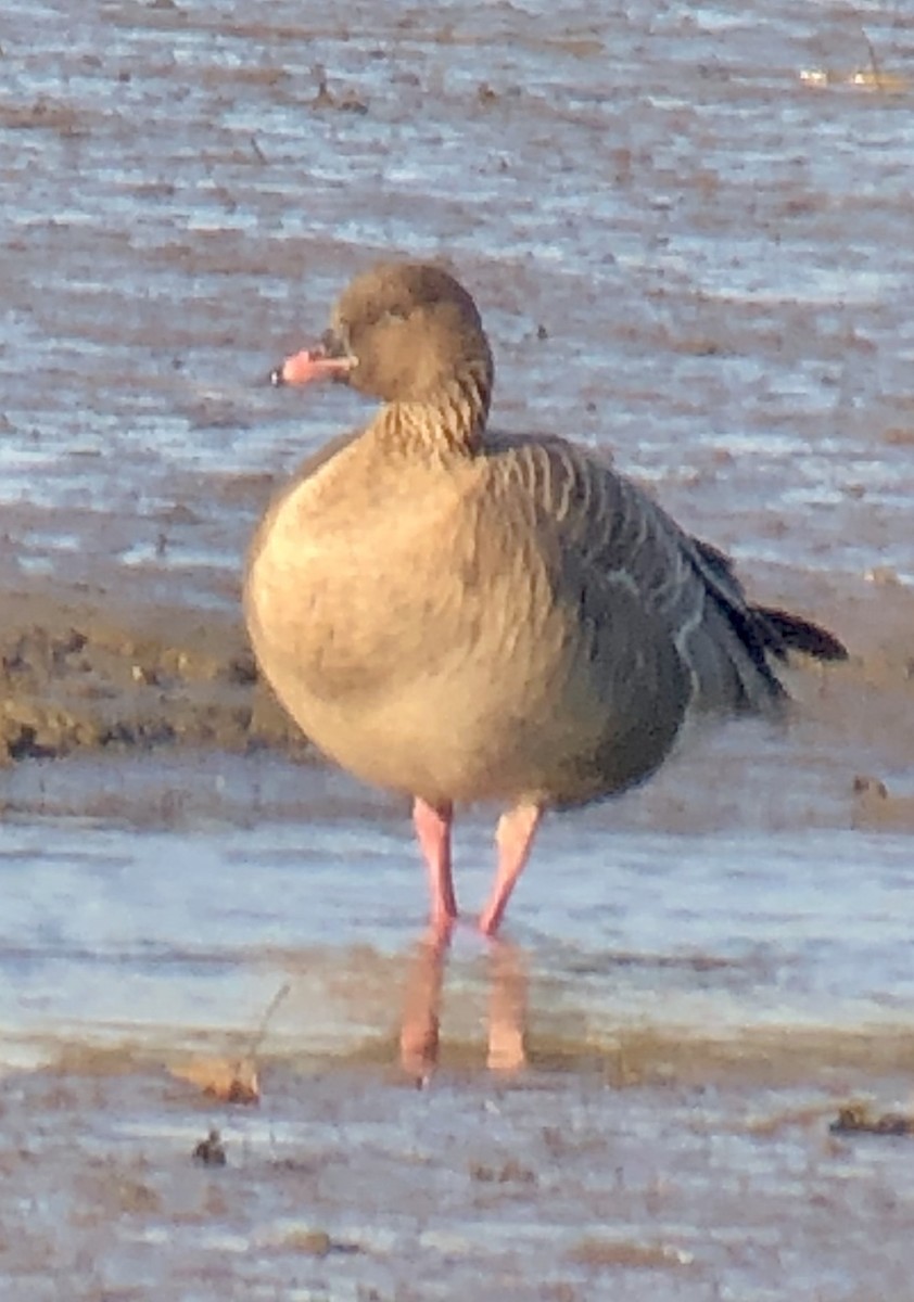 Pink-footed Goose - ML217323671