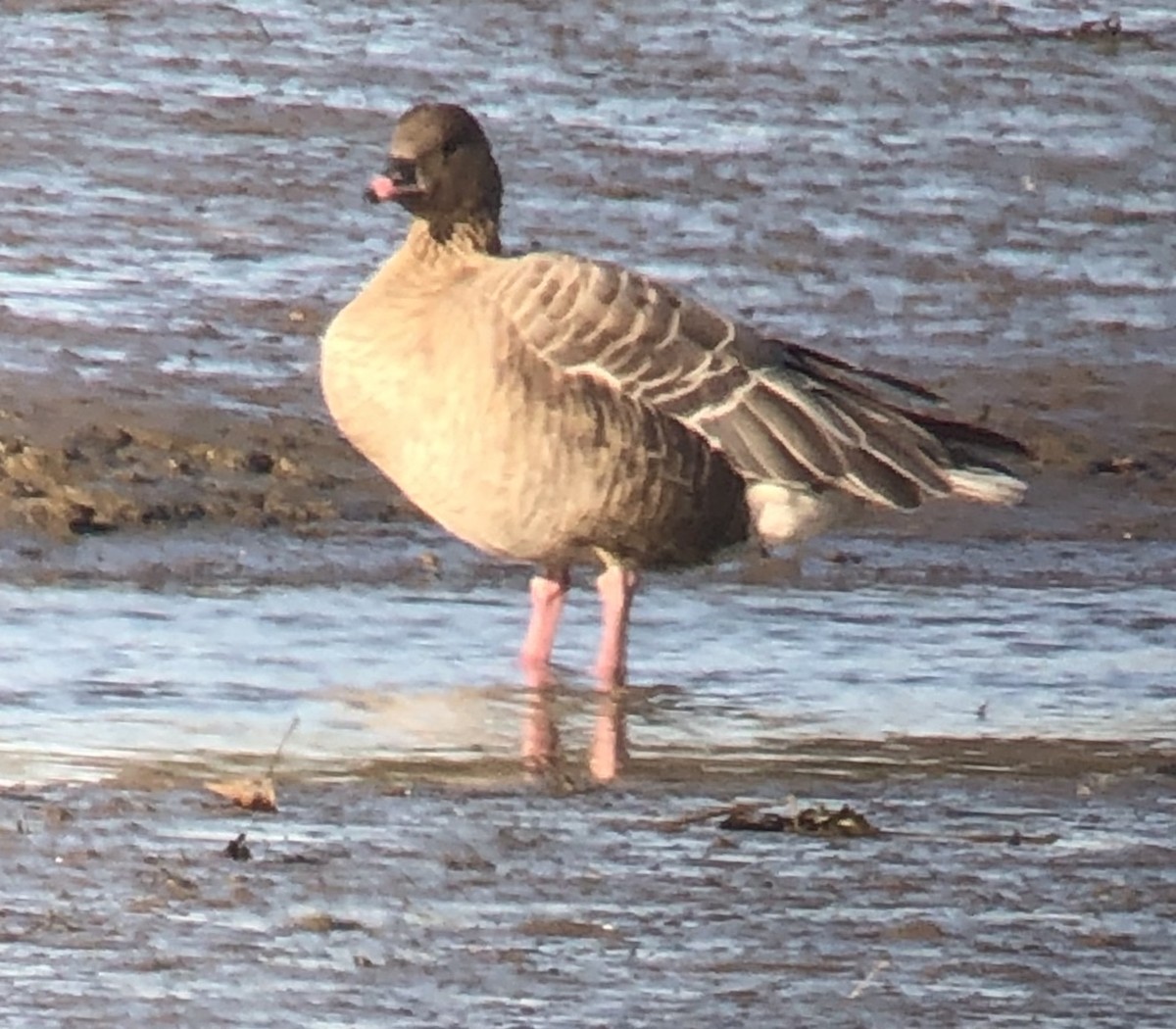 Pink-footed Goose - ML217323691
