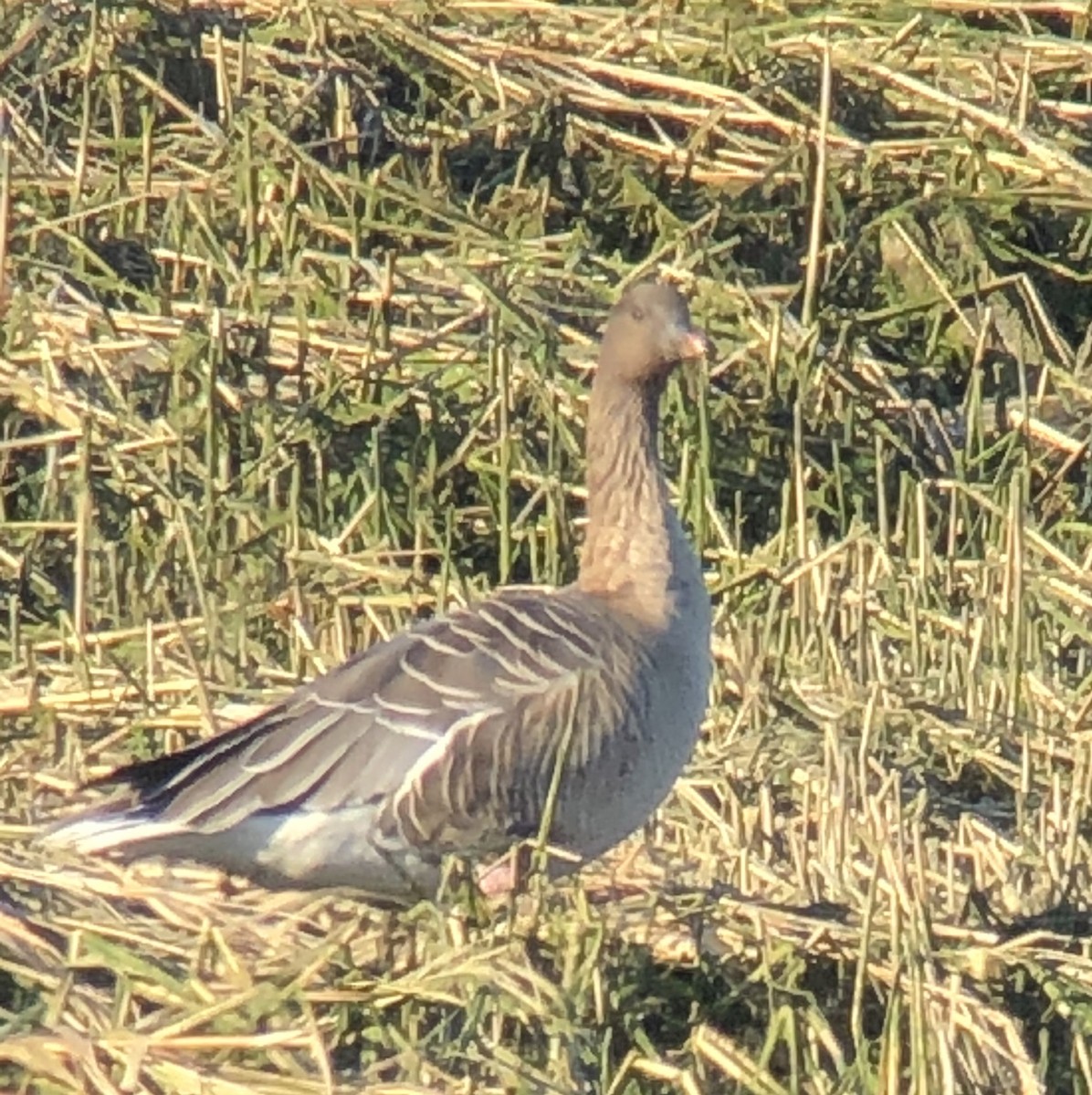 Pink-footed Goose - ML217323711