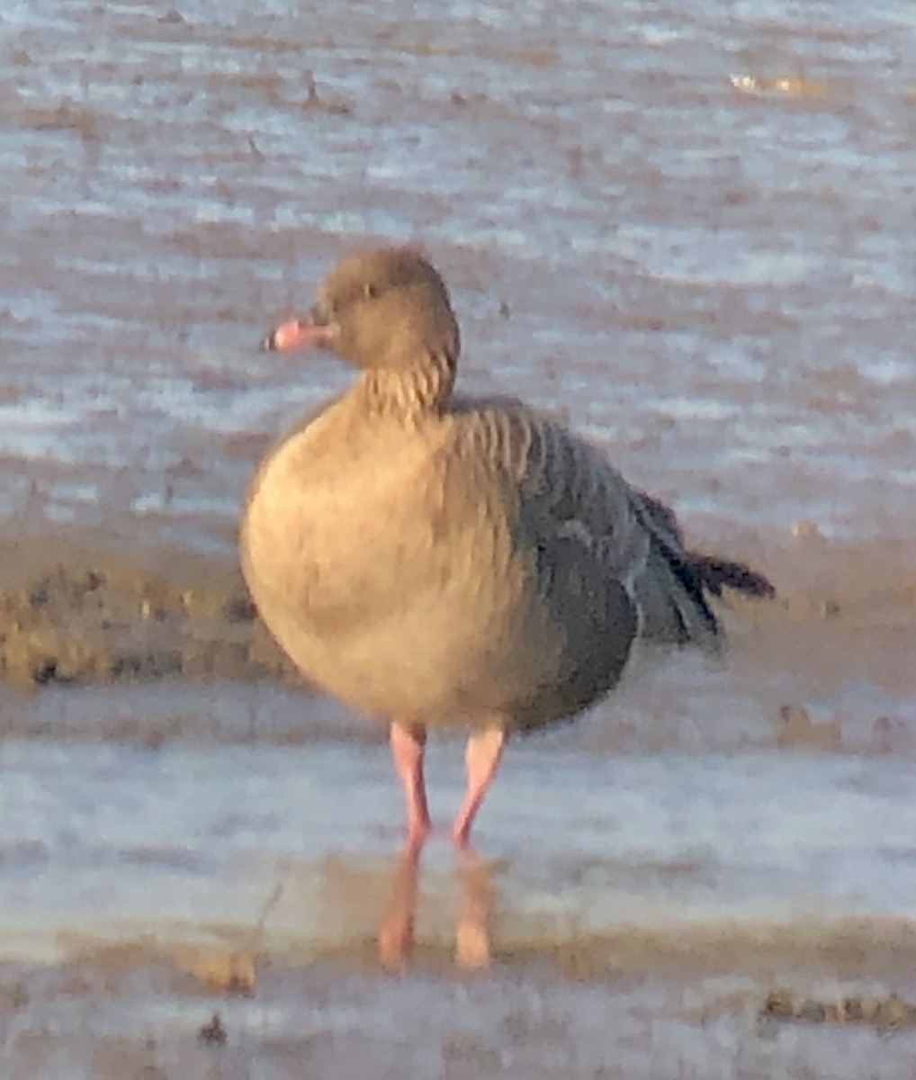Pink-footed Goose - ML217323721