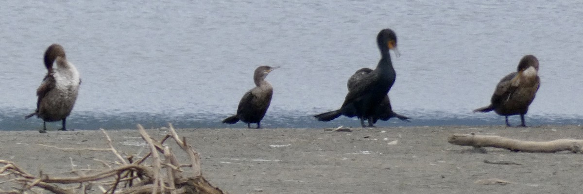 Neotropic Cormorant - ML217325161