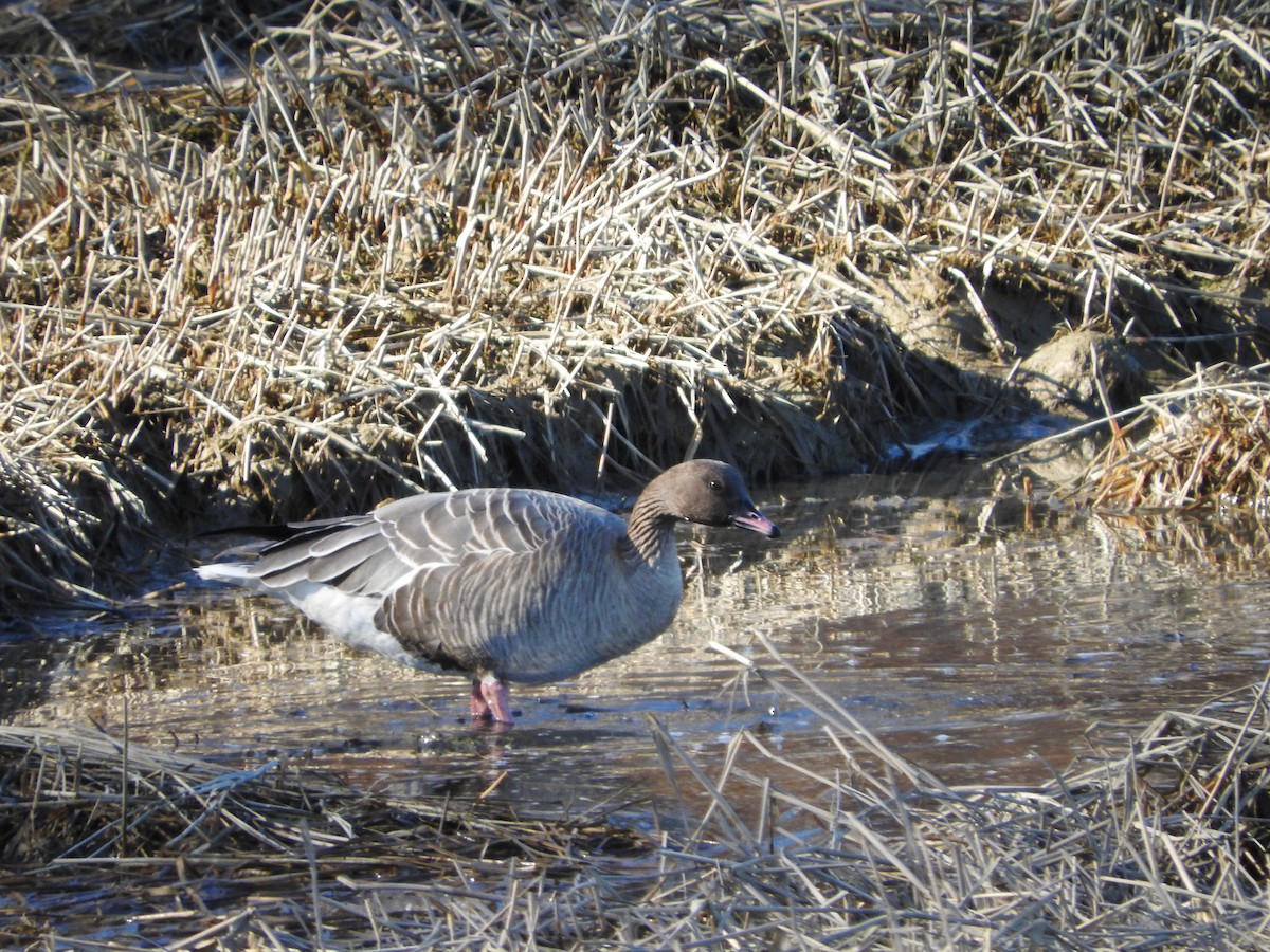 Pink-footed Goose - ML217325241
