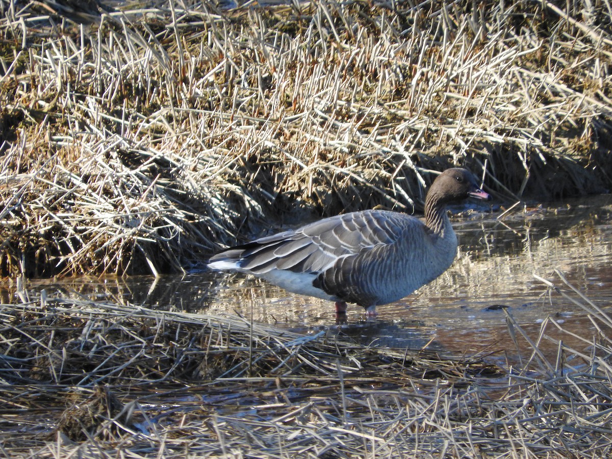 Pink-footed Goose - ML217325481