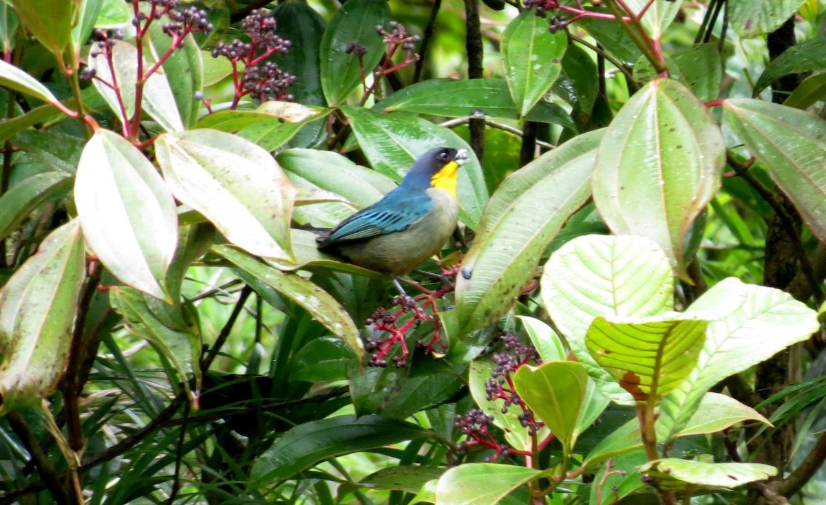 Yellow-throated Tanager - ML217328341