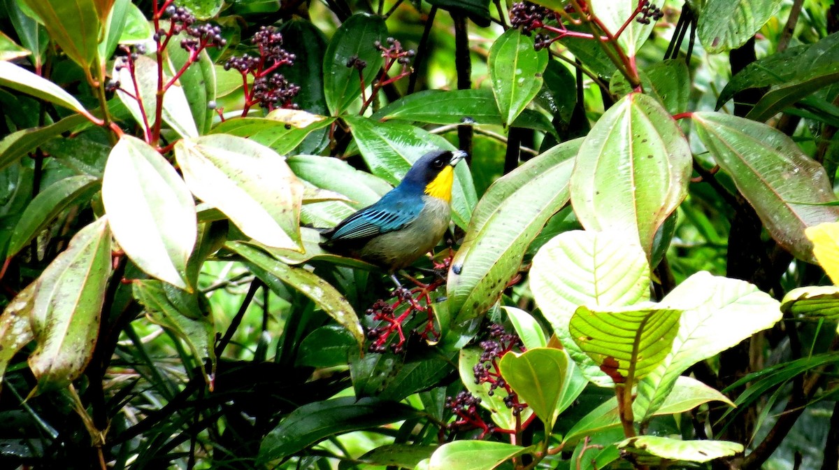 Yellow-throated Tanager - ML217328351