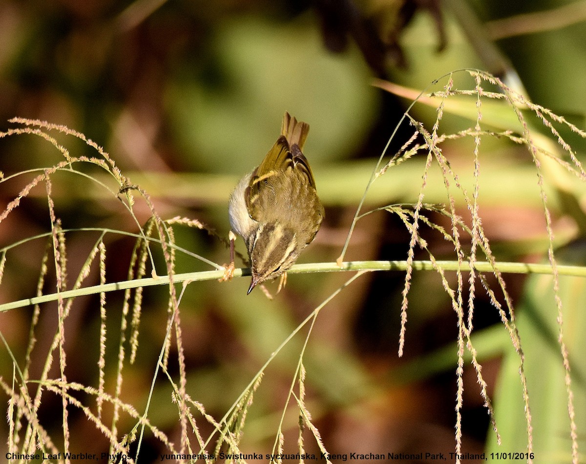 Chinese Leaf Warbler - Lukasz Pulawski