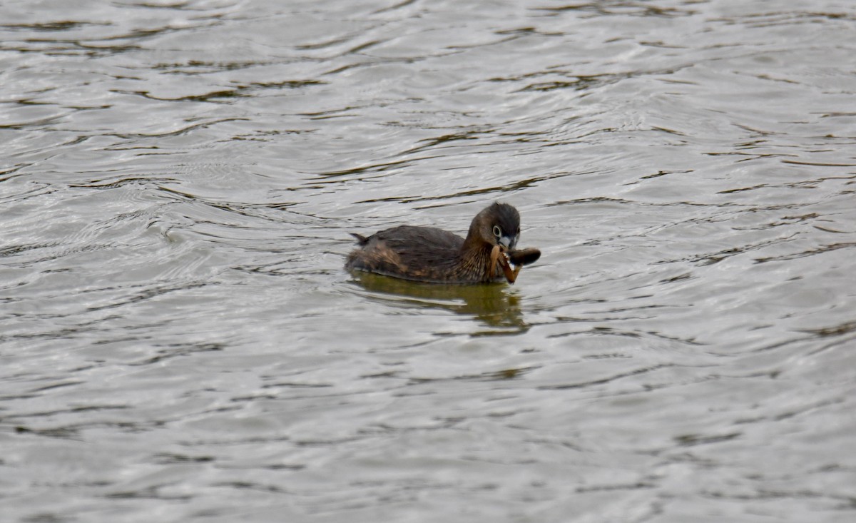 Pied-billed Grebe - ML217328811