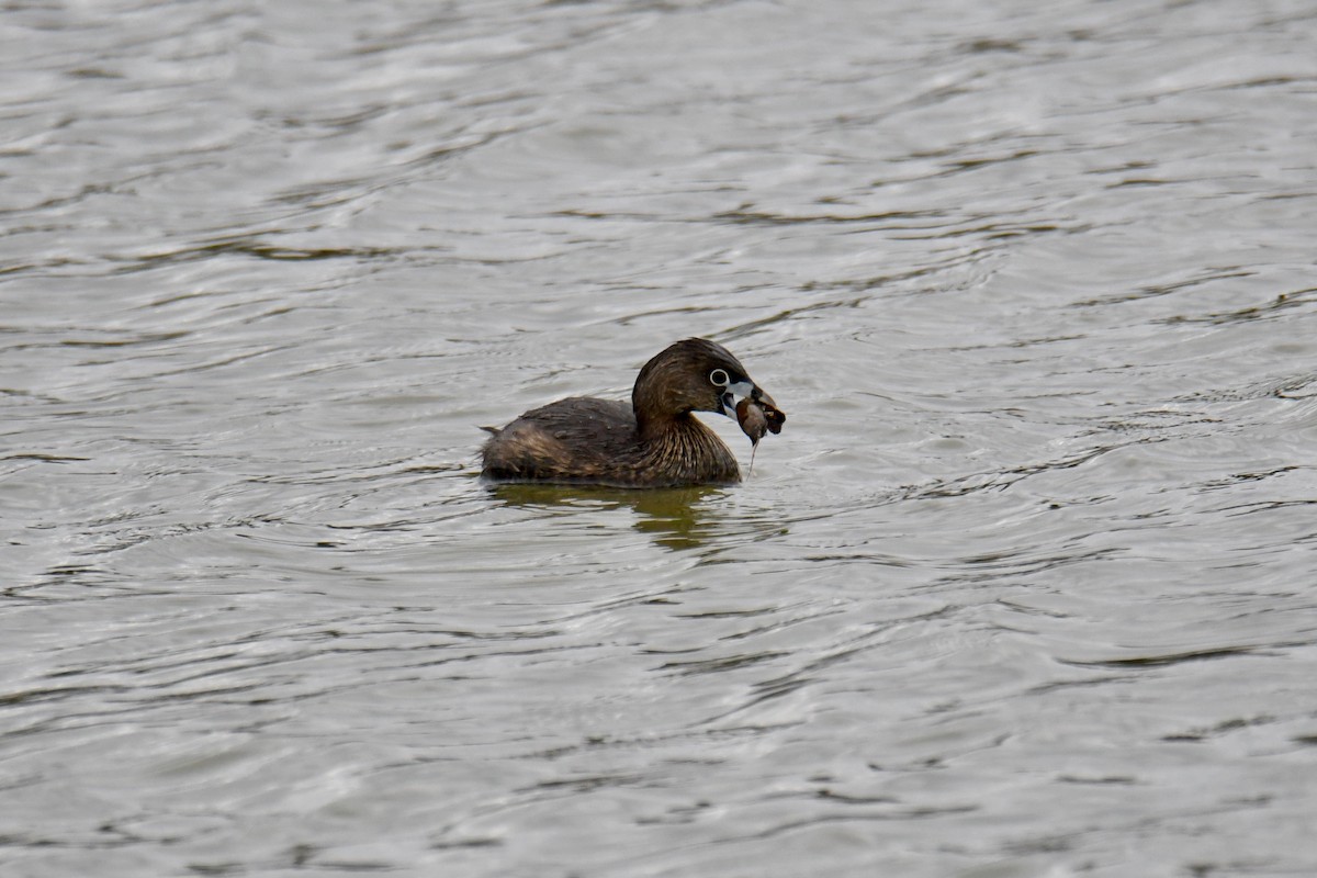 Pied-billed Grebe - Anonymous