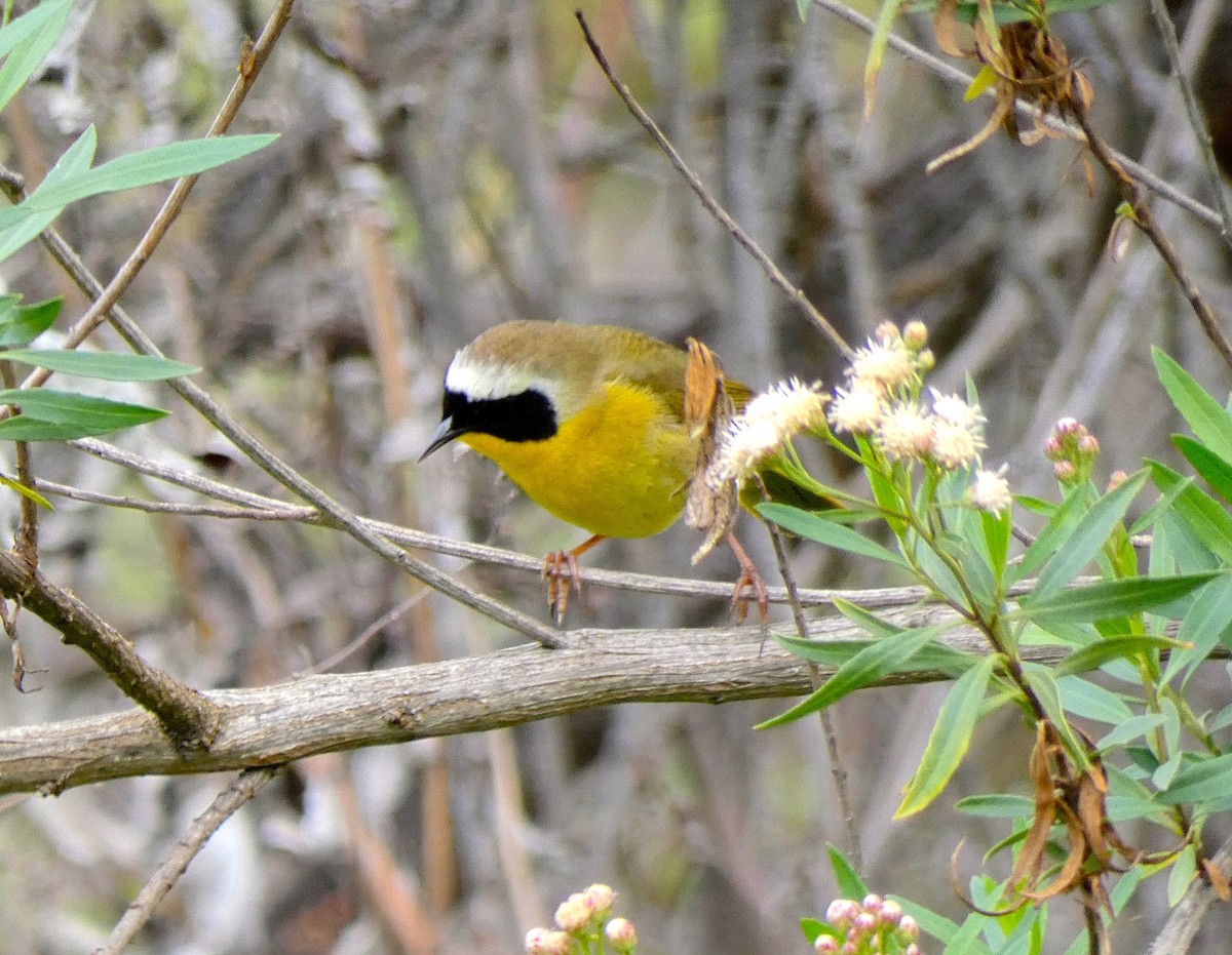 Common Yellowthroat - ML217329521