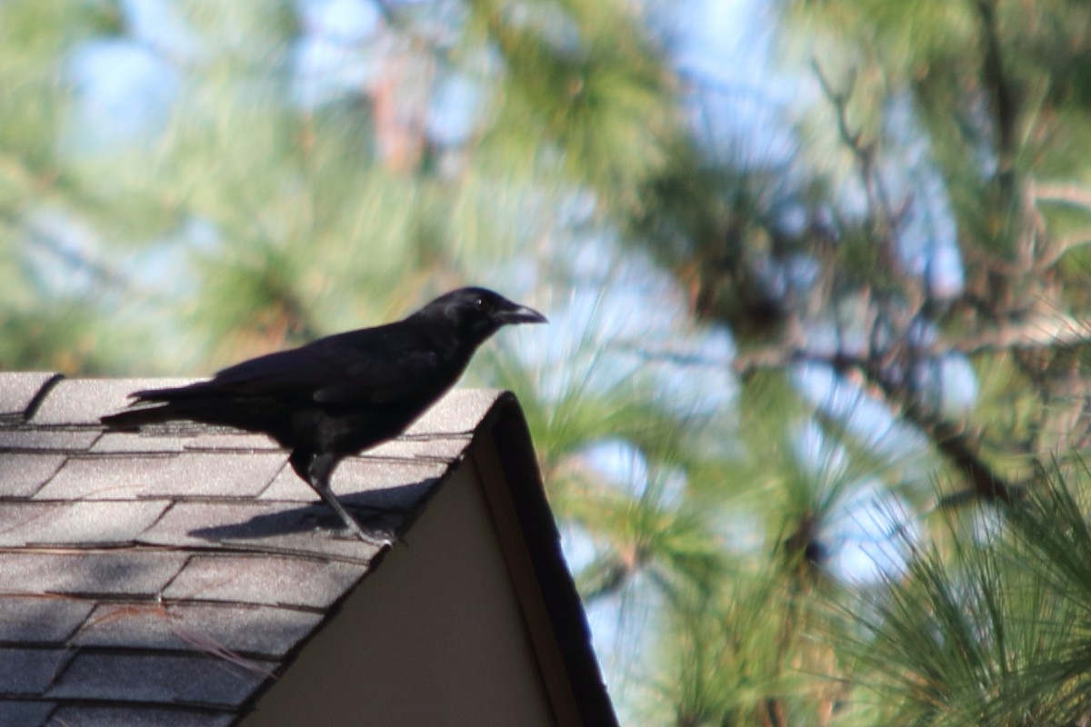 American Crow - ML217329551