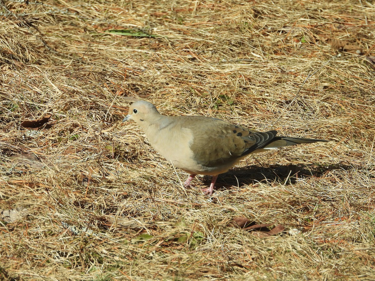 Mourning Dove - ML217330341