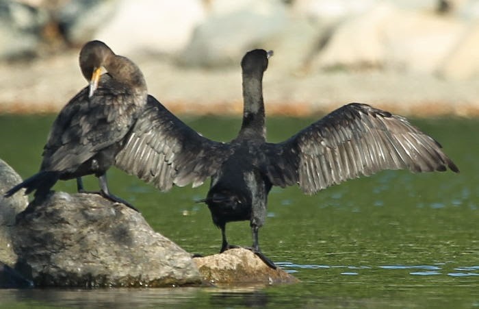 Double-crested Cormorant - ML21733151