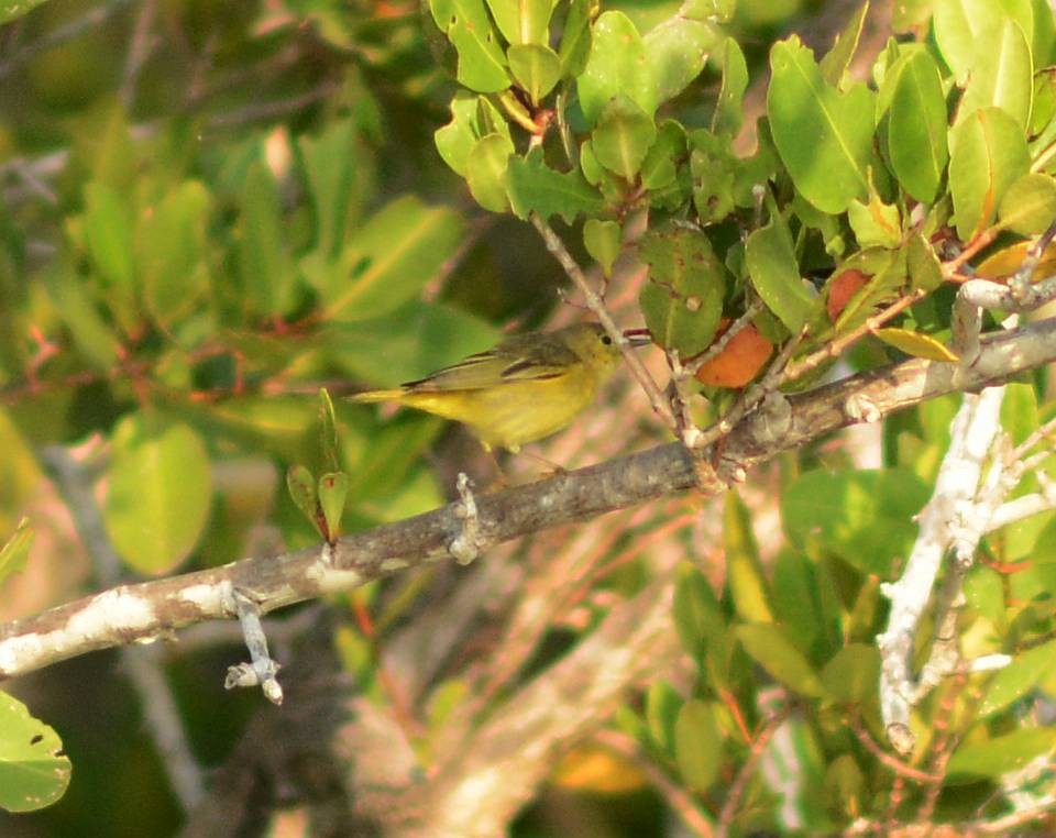 Yellow Warbler - ML217331531