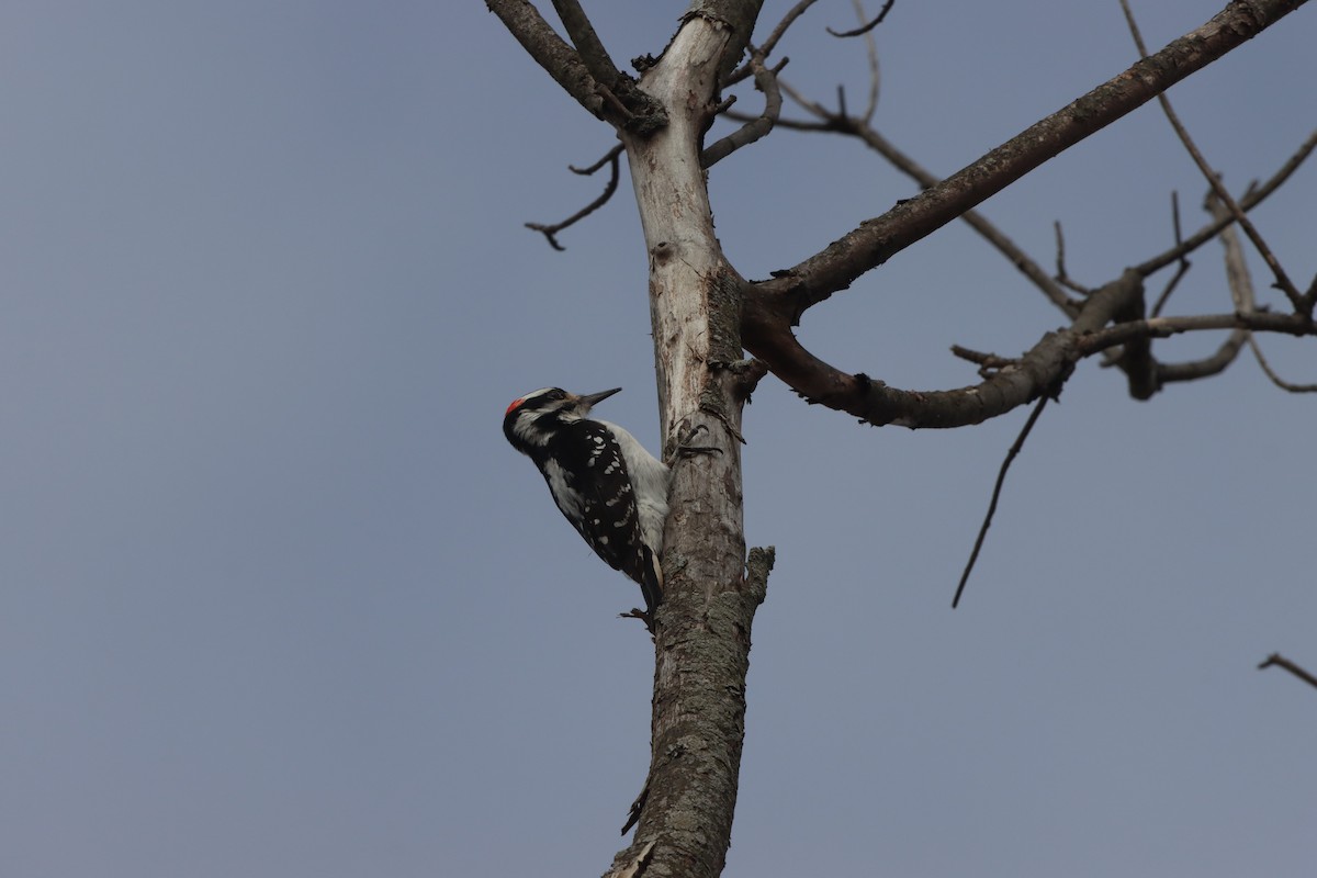 Hairy Woodpecker (Eastern) - ML217331631